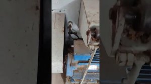 Кромкообрезной станок КС-1000