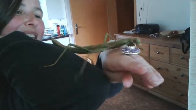 Giant walking stick insect/ Insecto Palo/ Stabschrecken (Phasmatodea) смотреть онлайн