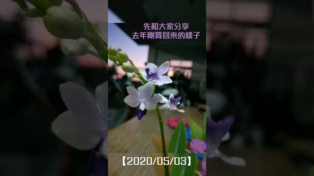 我的紫式部抽花芽了‼