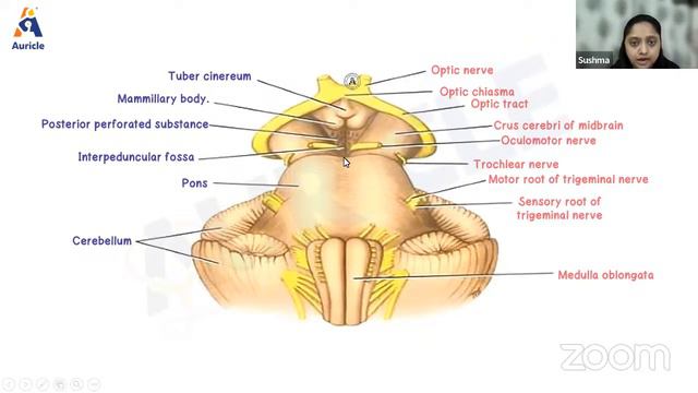 Auricles live class on Brainstem and medulla oblongata by Dr.Sushma смотреть онлайн