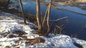 Бобры.Шикарная запруда на реке.Обзор.