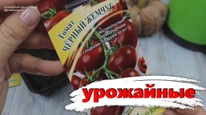 Эти сорта дали самый богатый урожай. Лучшие высокорослые томаты