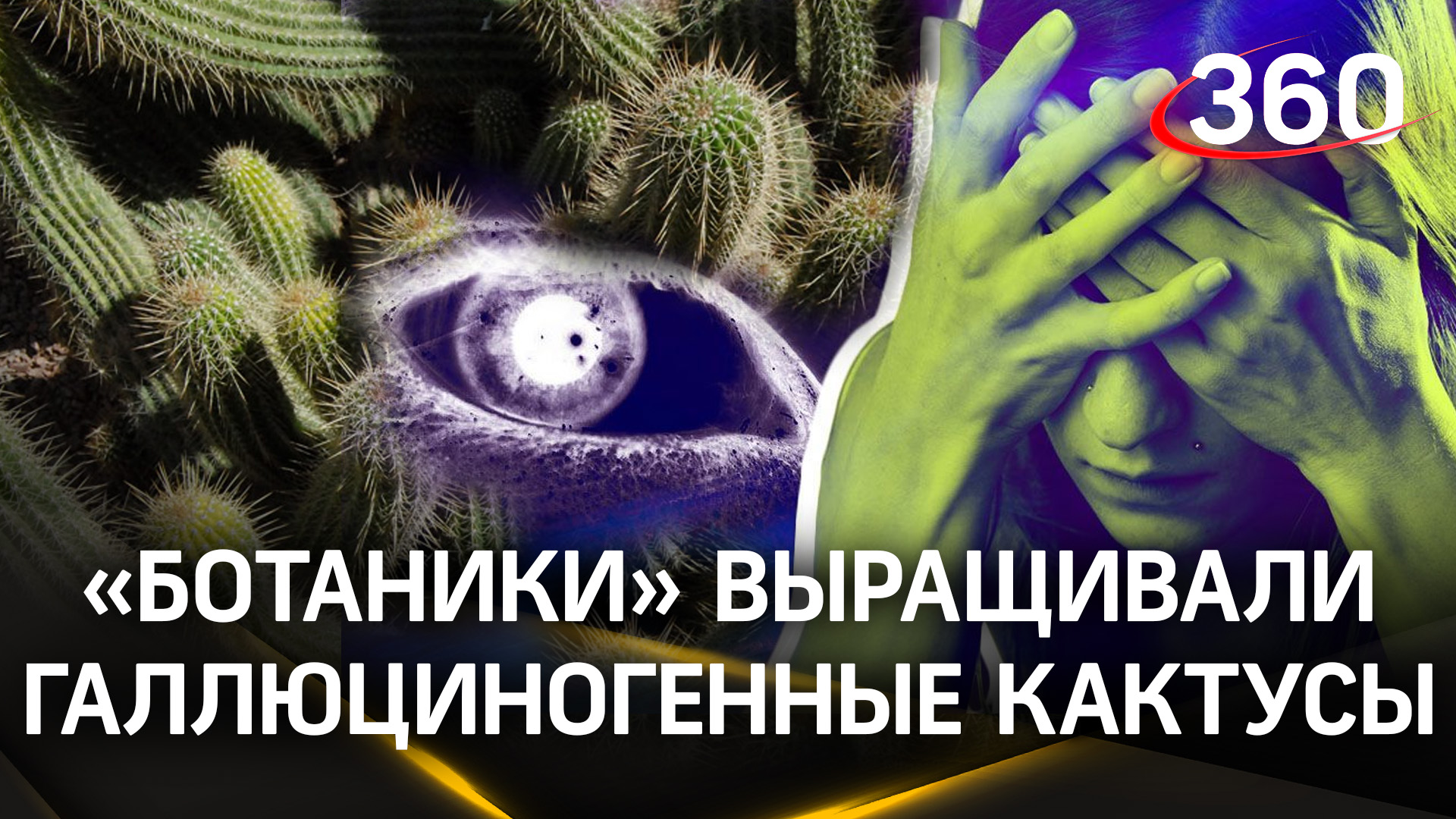 Выращивали кактусы в лаборатории - ботаников-наркоторговцев задержали во Владимирской области