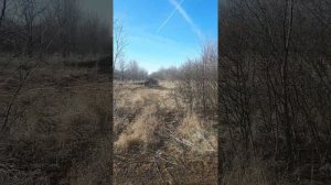 испытания гончих г.Калач.