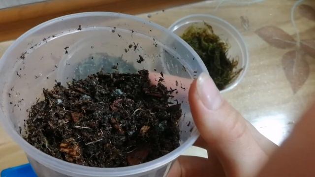 Паутинный клещ на алоказии | алоказия из бульб. Часть 1 - начало эксперимента смотреть онлайн