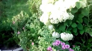 ГОРТЕНЗИИ, ГИБИСКУСЫ И ДРУГИЕ ЦВЕТЫ В САДУ