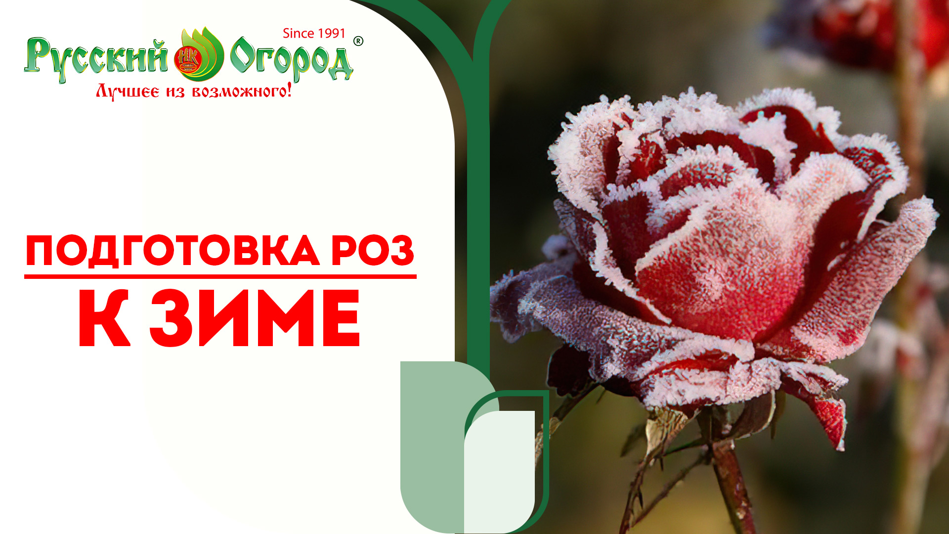 #РОЗЫ. ПОДГОТОВКА К ЗИМЕ. ЗИМУЮТ БЕЗ УКРЫТИЯ, ПРОСТО ПРЕКРАСНО.