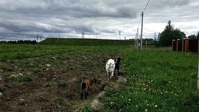 Фартук для козла в действии//Полный контроль за покрытием коз!