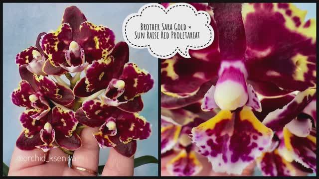 Phalaenopsis Brother Sara Gold.