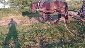 #ЛОШАДИ#Гребем сено на конной гробалке ,Конь Красавчик Советский Тежеловес