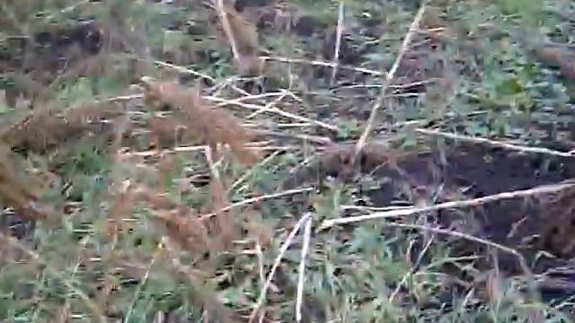 уборка зерна амаранта смотреть онлайн