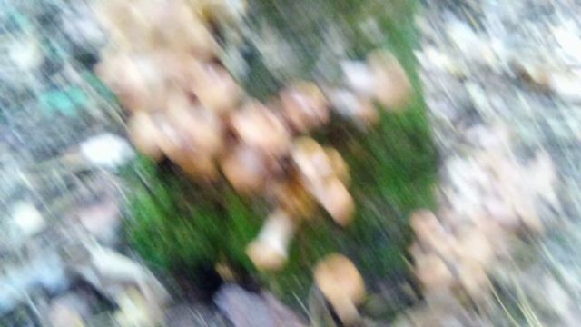 ПОИСК ЛЕСНЫХ ГРИБОВ, ОПЯТА. смотреть онлайн