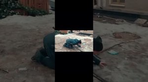 ЭДВАРД БИЛ, Залил ПЕРЦОВКОЙ Видео из Телеграмма