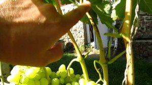 ??Всегда с урожаем. Виноград Аркадия (Настя). Ранние и ультраранние сорта винограда.