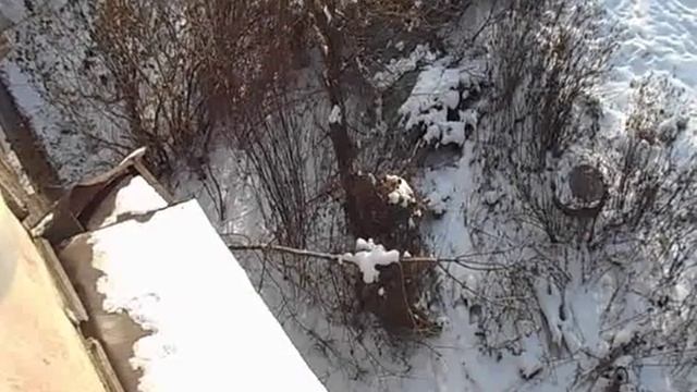 Дача. САД. Почему нельзя садить хмель с плодовыми деревьями смотреть онлайн