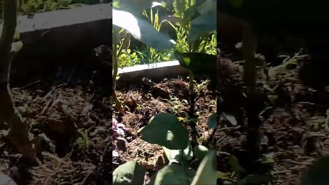 Баклажаны в открытом грунте. смотреть онлайн