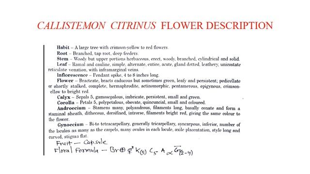 M. Sc. Botany Sem III Paper XIII CALLISTEMON CITRINUS By Dr. O P Sharma Dept of Botany GC Bundi смотреть онлайн
