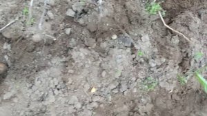 Картофель, сорт Киви. We dig potatoes.