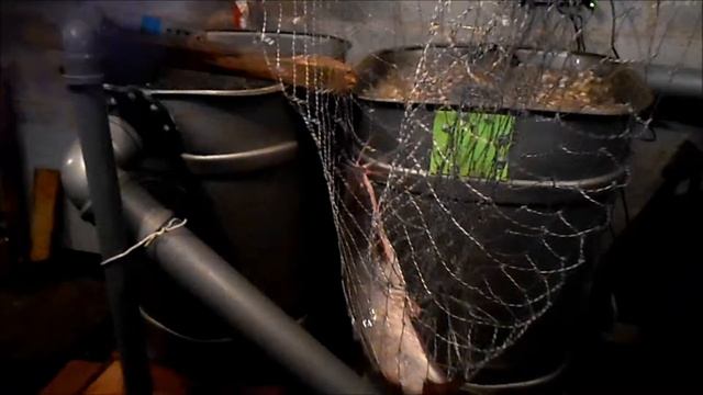 Выращивание клариевого сома смотреть онлайн