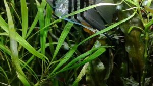 РОДОСТОМУС ИЛИ КРАСНОНОСАЯ ТЕТРА. СОДЕРЖАНИЕ , КОРМЛЕНИЕ И РАЗМНОЖЕНИЕ.