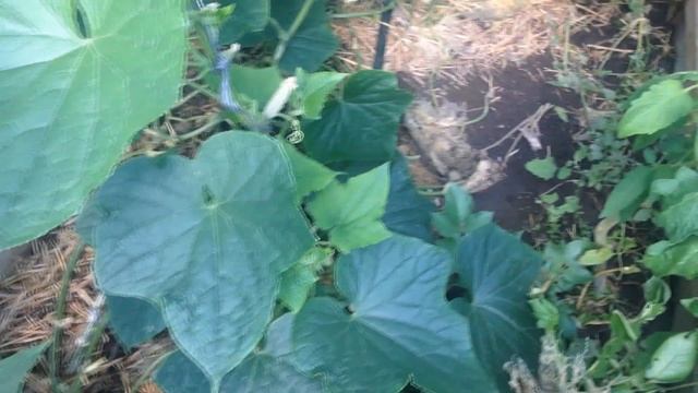 ПОЧЕМУ ЖЕЛТЕЮТ ЗАВЯЗИ НА ОГУРЦАХ (ВЫРАЩИВАНИЕ, ПОДКОРМКА ОГУРЦОВ В ТЕПЛИЦЕ) смотреть онлайн