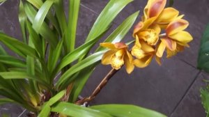 Орхидея ЦИМБИДИУМ - сложно или ПРОСТО