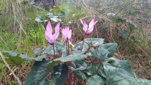 Цикламен в лесу