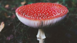Мухомор тормозит развитие и влияет на мозговую активность? Отвечаю на вопрос.