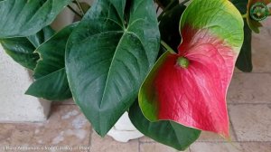 5 Rare Anthurium´s from Catalog of Plants | Ornamental Plants | 🇵🇦 Panama |