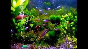 Аквариум с неонами и другими яркими рыбками. Video from archive.