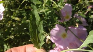 Foraging wild edible plants, Pink Primrose..