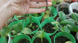 Результат укоренения клематиса.