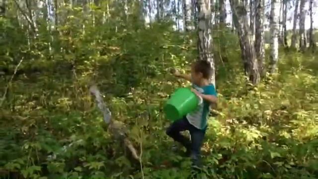 Гнилое дерево?!