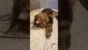 Мэйн Кун хулиган залез на стол)