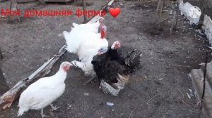 Индюшиные прилюдии?#Как спариваются индюки?#Почему индюшка лежит на земле?