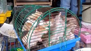 Хомяк сирийский и декоративная крыса Syrian hamster and rat