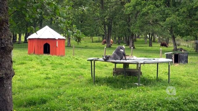 Scotland - Visit the Loch Ness, Glencoe and the Highlands in one day смотреть онлайн