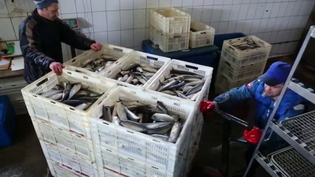 Fish processing. Завод по переработке рыбной продукции "Звезда рыбака город Керчь"