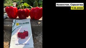 Что сажать на второй оборот? Перец Геркулес F1, безупречный товарный вид!