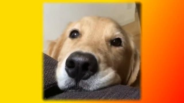 Прикольные животные  Позитив Для детей  Создай себе хорошее настроение