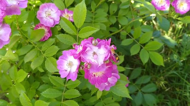 Rose Perennial Blue ( B. F. Mehring Eurosa / Rosen Tantau 2008), Róża Perennial Blue смотреть онлайн