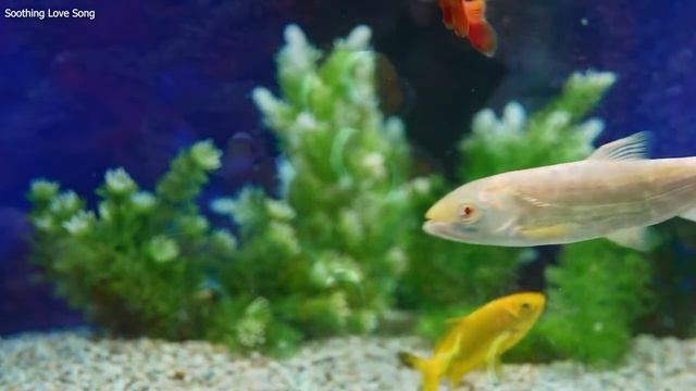 Música relajante que cura el estrés,la ansiedad y la depresión, cura la mente?Dormir y estudiar #15 смотреть онлайн