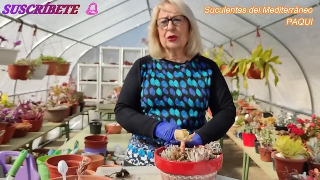 GANANDO ESPACIO, ONCE PLANTITAS EN UNA MACETA смотреть онлайн