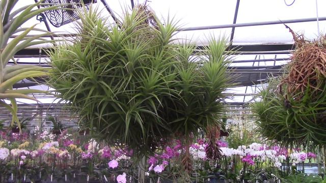 Bromeliad Family Tree: Tillandsia! смотреть онлайн