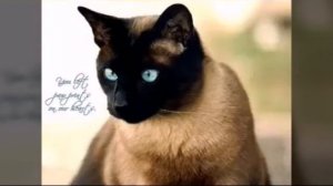 Сиамская кошка