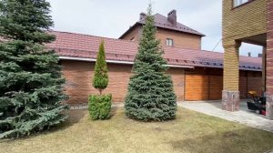 Топиарные стрижки елей на конус. Композиция "Семья". Идеальный конус за 2 года стрижек. Стрижки.