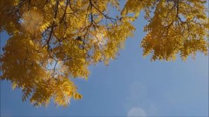 Никого не пощадила эта осень