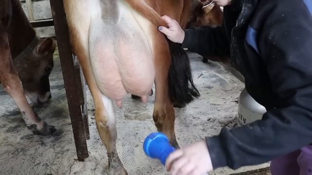 ОДНА БЕРЕМЕННАЯ НА ХОЗЯЙСТВЕ: 10 КОРОВ, 15 КОЗ, ЛОШАДЬ И 10 ПОРОСЯТ... смотреть онлайн