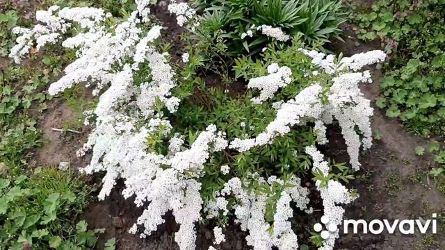 Спирея серая Грефшейм.Spiraea X Cinerea Grefsheim.