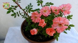 Роза из черенка в горшке.  Когда высаживать в грунт?